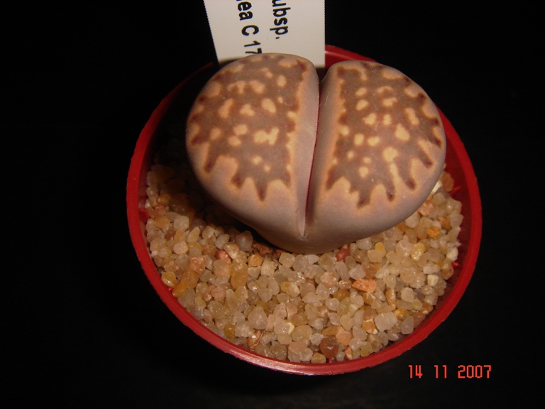 Lithops julii ssp. fulleri v. brunnea C 179