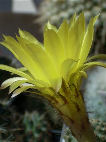 Lobivia aurea v. quinesensis 
