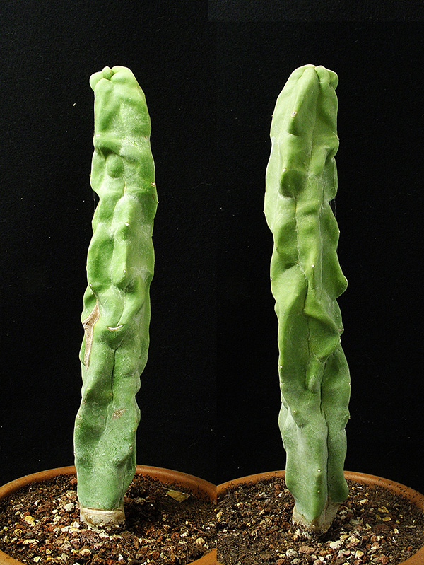 Lophocereus schottii f. monstruosus 