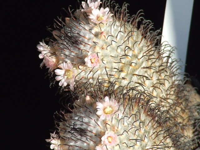 Mammillaria bombycina ssp. perezdelarosae 