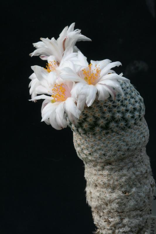 Mammillaria herrerae v. albiflora 