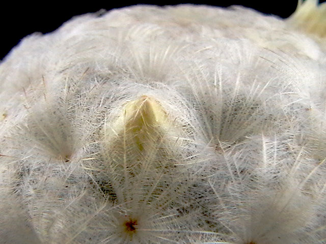 Mammillaria plumosa 