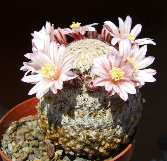 Mammillaria sanchez-mejoradae 