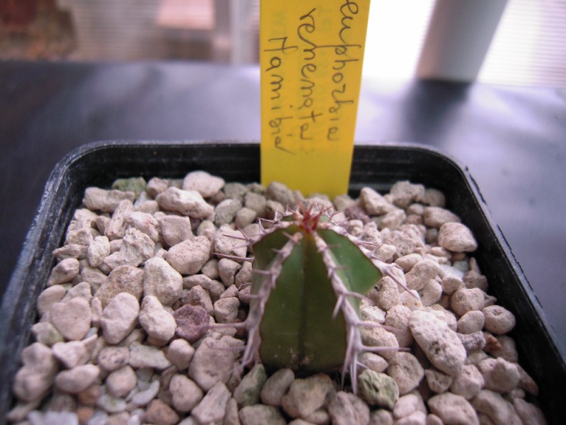 Euphorbia venenata 