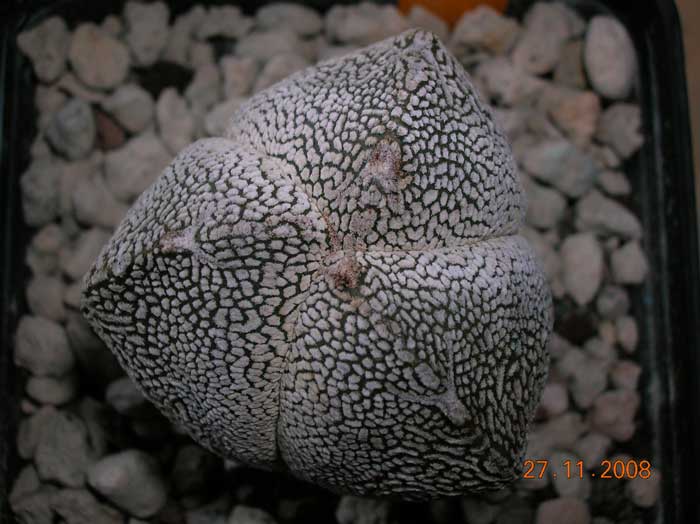 Astrophytum myriostigma f. tricostatum cv. onzuka 