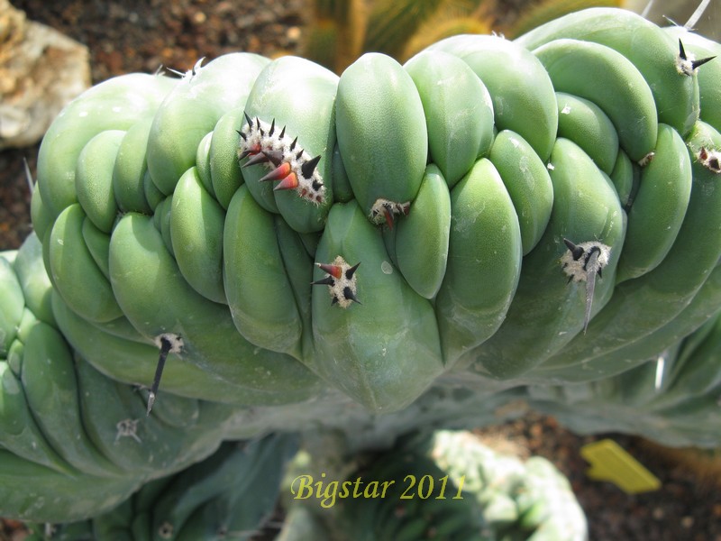 Myrtillocactus geometrizans f. cristatus 