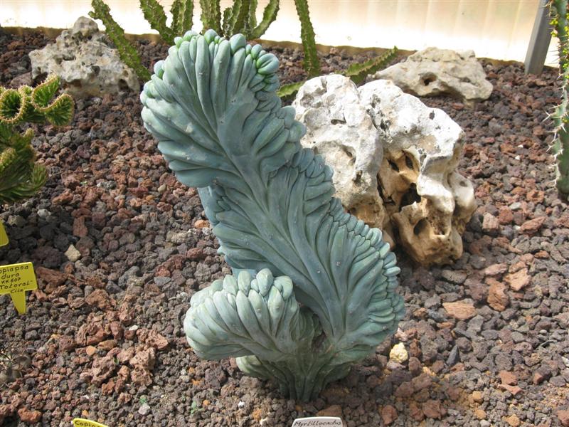 Myrtillocactus geometrizans f. cristatus 