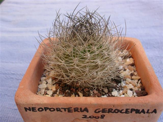 Neoporteria gerocephala 