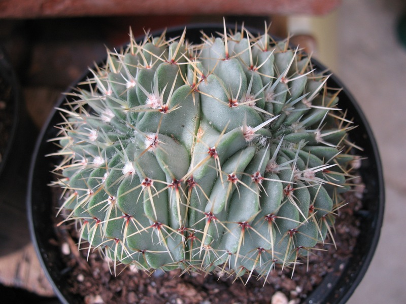 Notocactus buiningii f. cristatus 