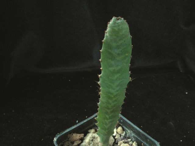 Euphorbia opuntioides 