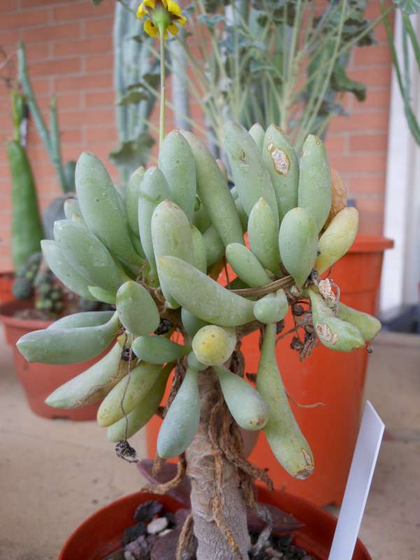 Othonna clavifolia 