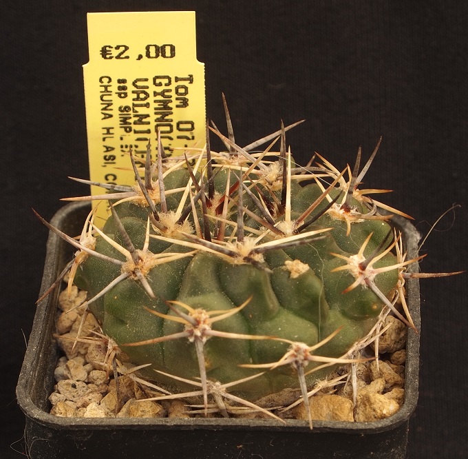 Gymnocalycium prochazkianum ssp. simplex TOM 07-269/1