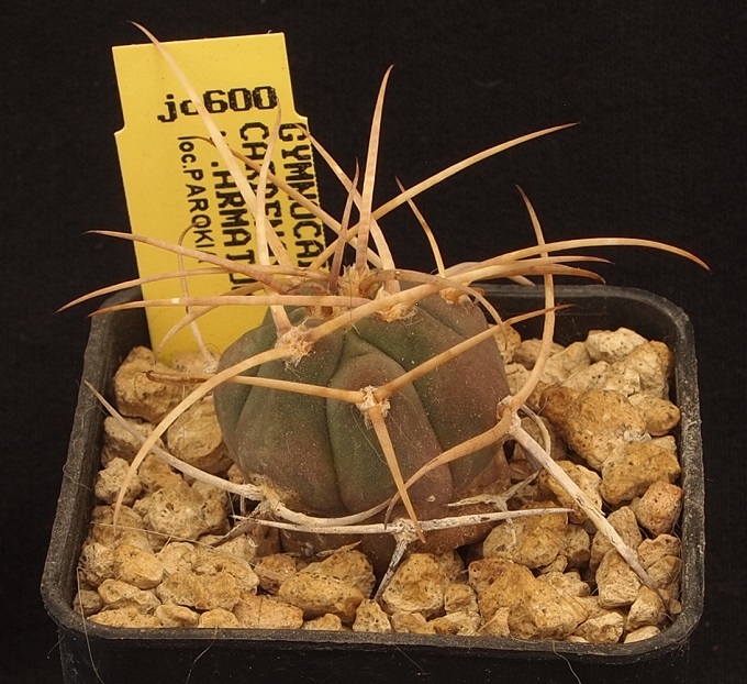 Gymnocalycium cardenasianum v. armatum JO 600