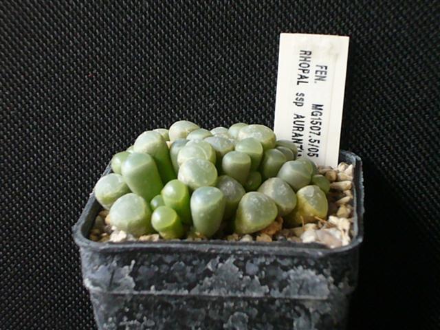 Fenestraria rhopalophylla ssp. aurantiaca 