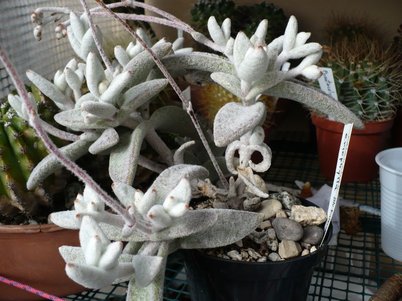 Kalanchoe eriophylla 