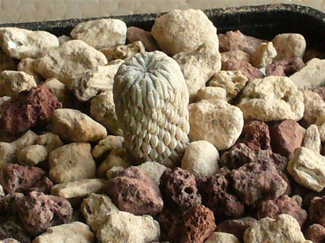 Pelecyphora aselliformis 