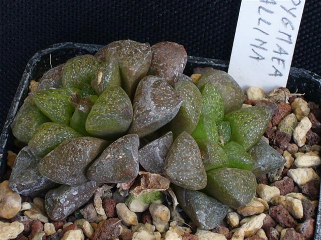 Haworthia pygmaea f. crystallina 