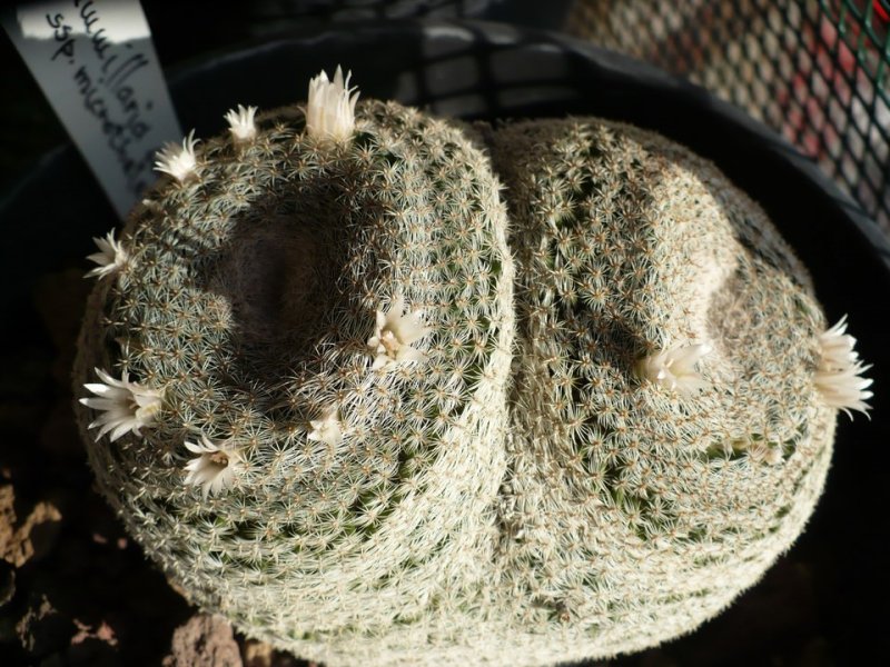 Mammillaria formosa ssp. microthele v. superfina 