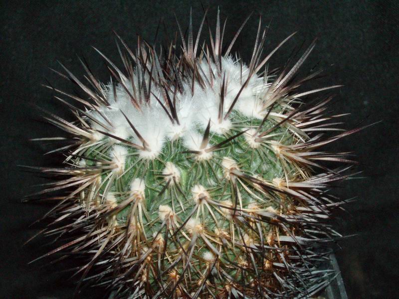 Echinofossulocactus zacatecasensis 