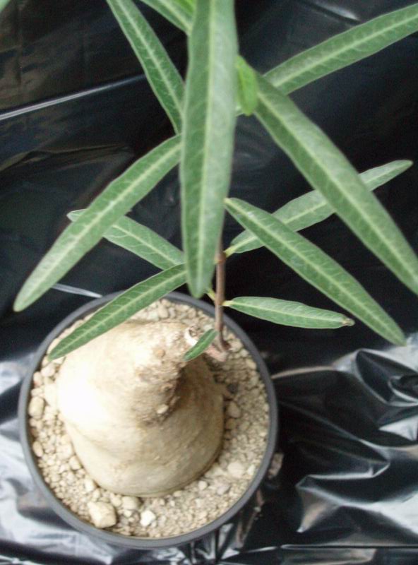 Raphionacme longifolia 
