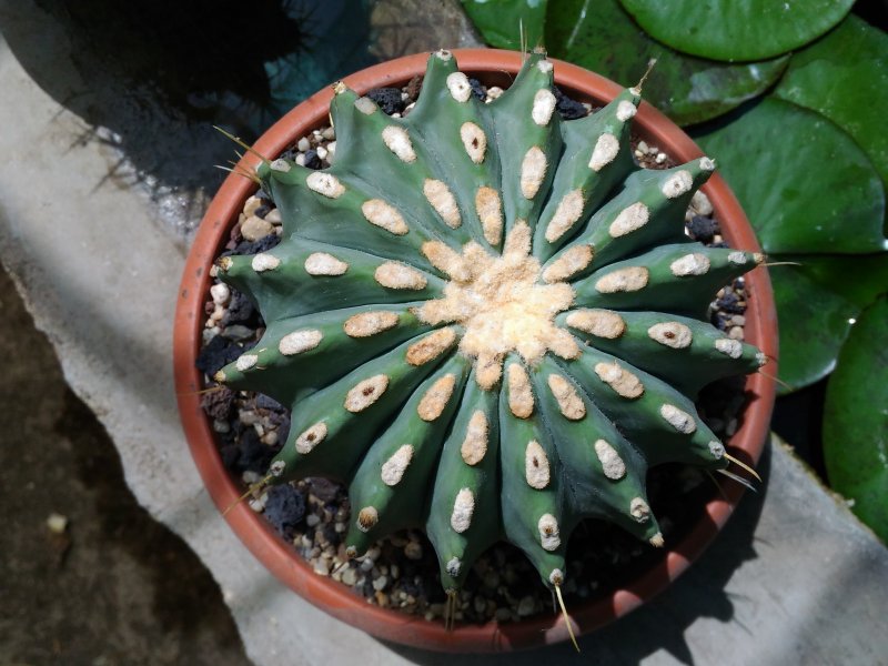 Ferocactus glaucescens f. nudus 