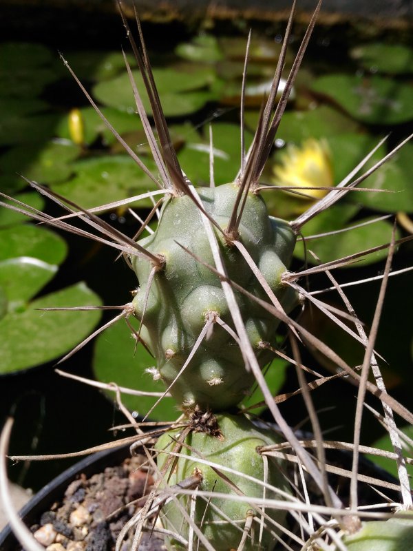 Tephrocactus aoracanthus 