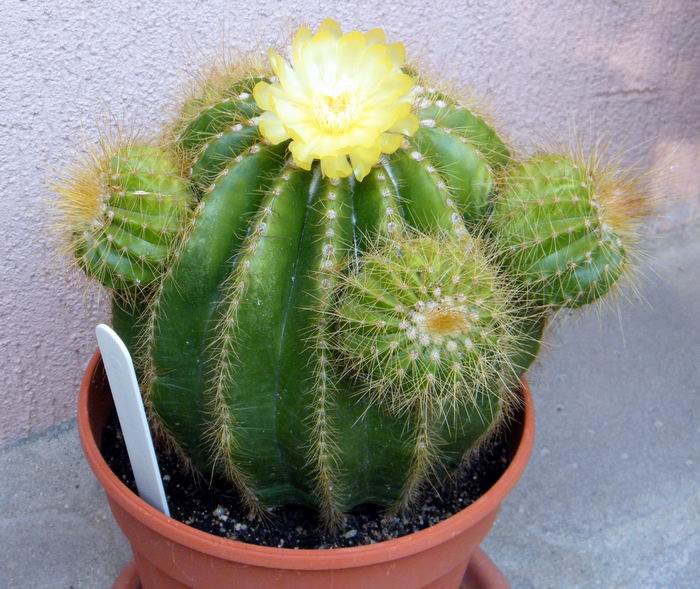 parodia_notocactus_warasii_2797_958.jpg