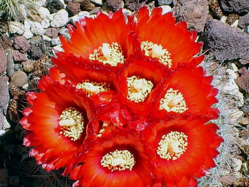Parodia sanguiniflora 