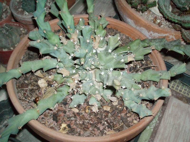 Euphorbia clivicola 
