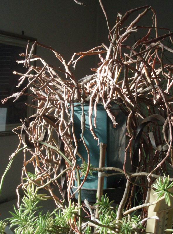 Euphorbia platyclada 