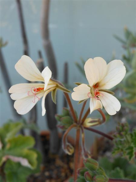 pelargonium barklyi