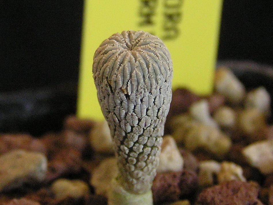 Pelecyphora aselliformis 