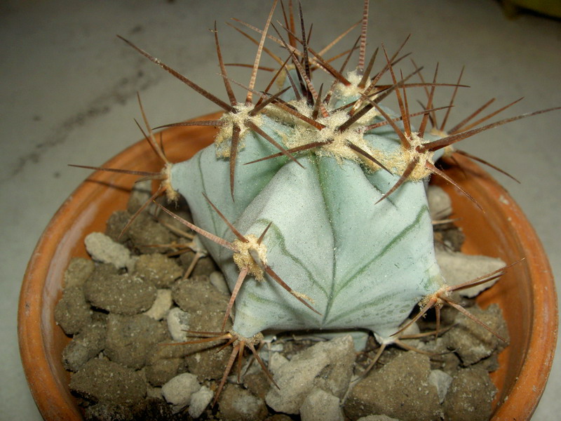 Echinocactus visnaga 