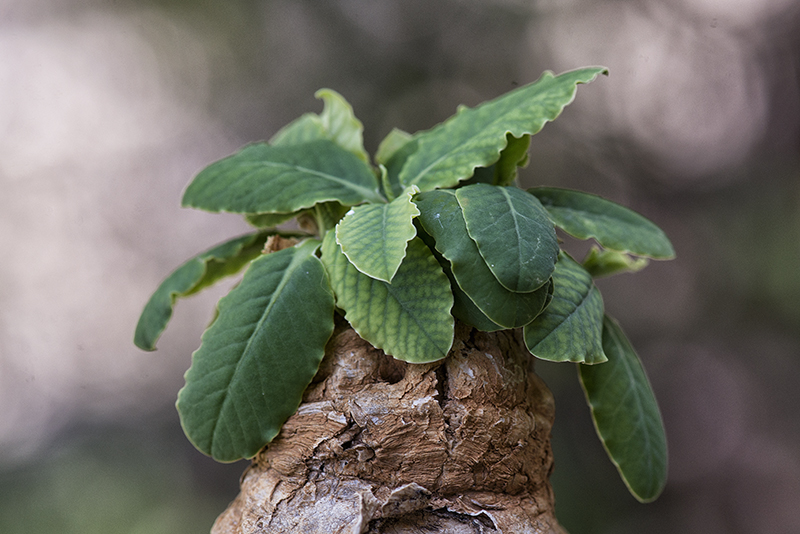 Euphorbia primulifolia 