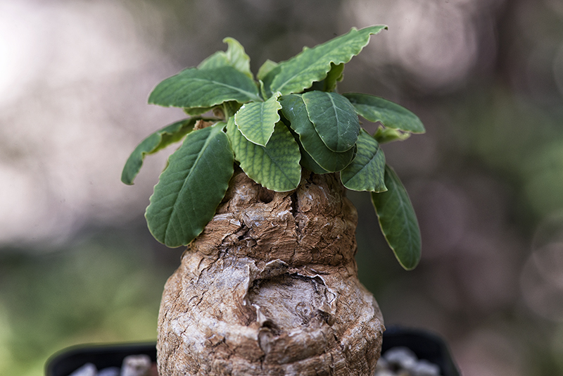 Euphorbia primulifolia 