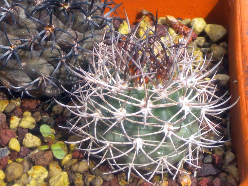 Pyrrhocactus bulbocalyx 