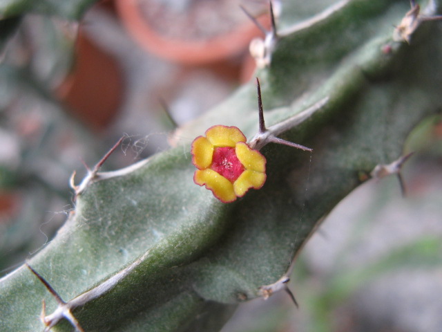 Euphorbia quadrilatera 