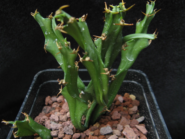 Euphorbia ramipressa 