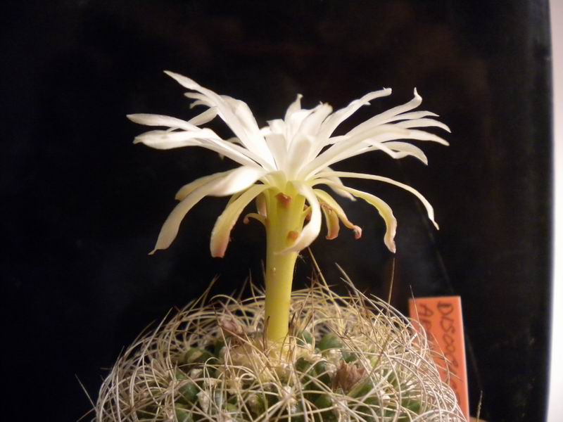 Discocactus araneispinus 