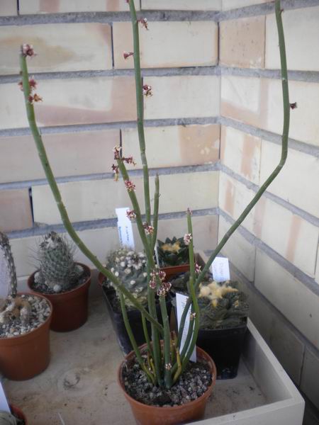Euphorbia antisyphilitica 