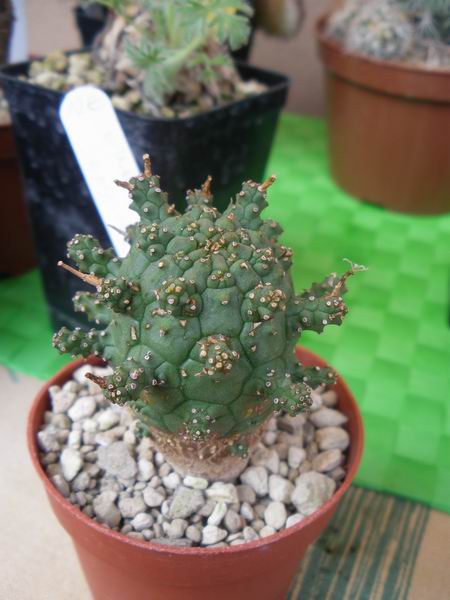 Euphorbia crassipes 
