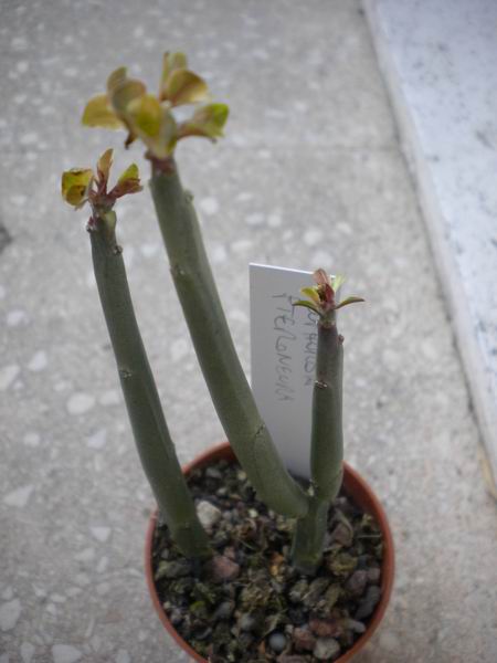 Euphorbia pteroneura 