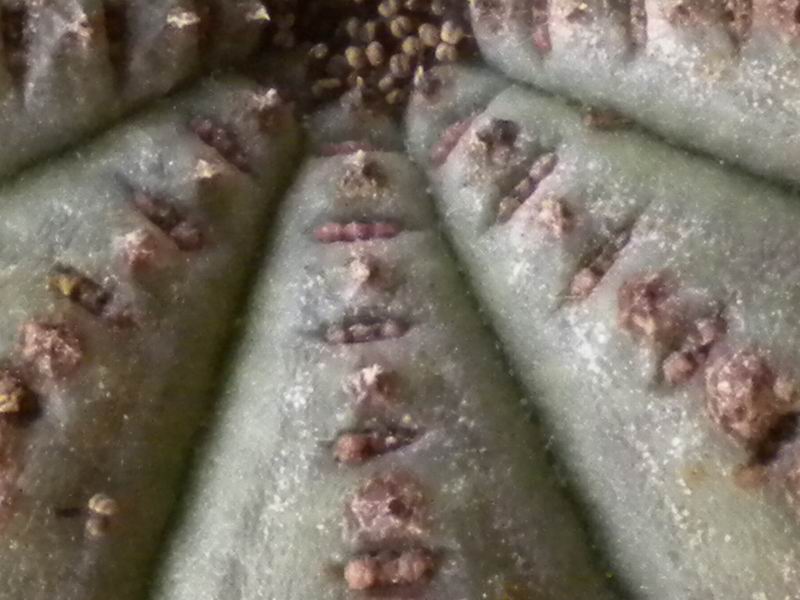 Euphorbia symmetrica 