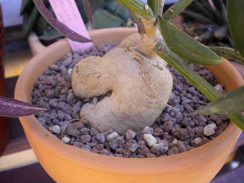 monadenium rubellum