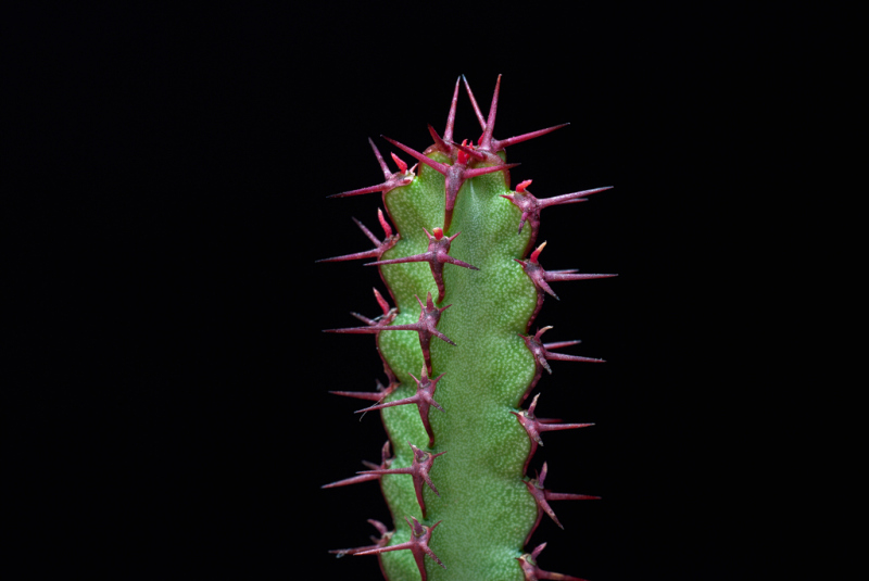 Euphorbia rubrispinosa 