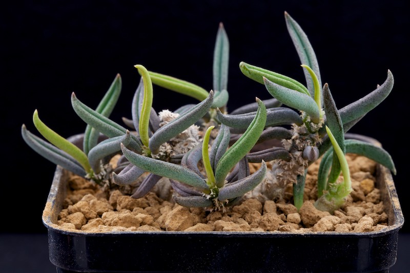 Euphorbia cylindrifolia 