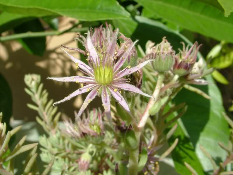 Sempervivum montanum v. stiriacum 