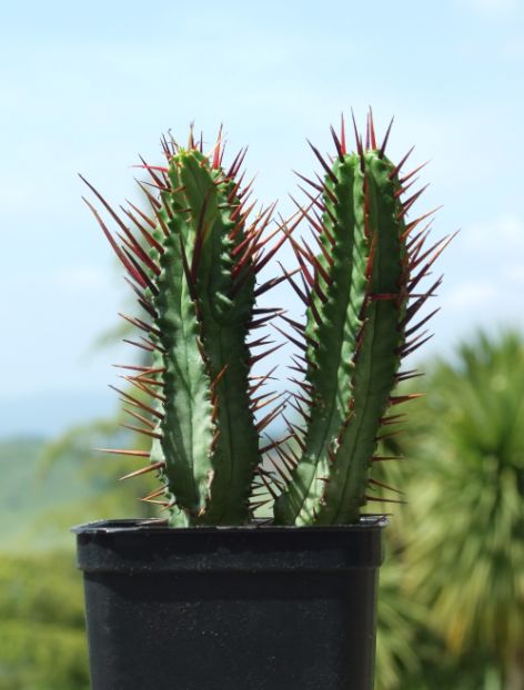 Euphorbia pentagona 
