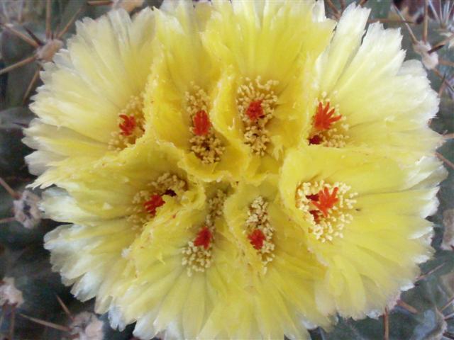 Notocactus sellowii 