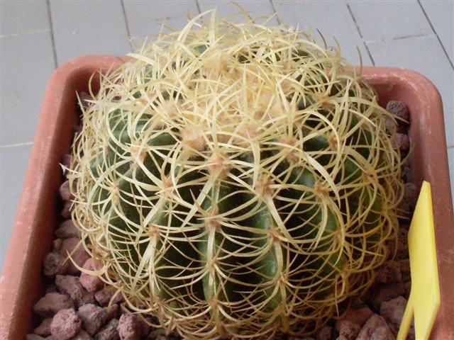 Echinocactus grusonii cv. krauskopf 
